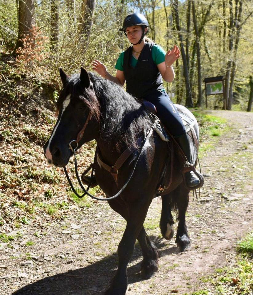 Merrie Bekend ras Te koop 2015 Zwart