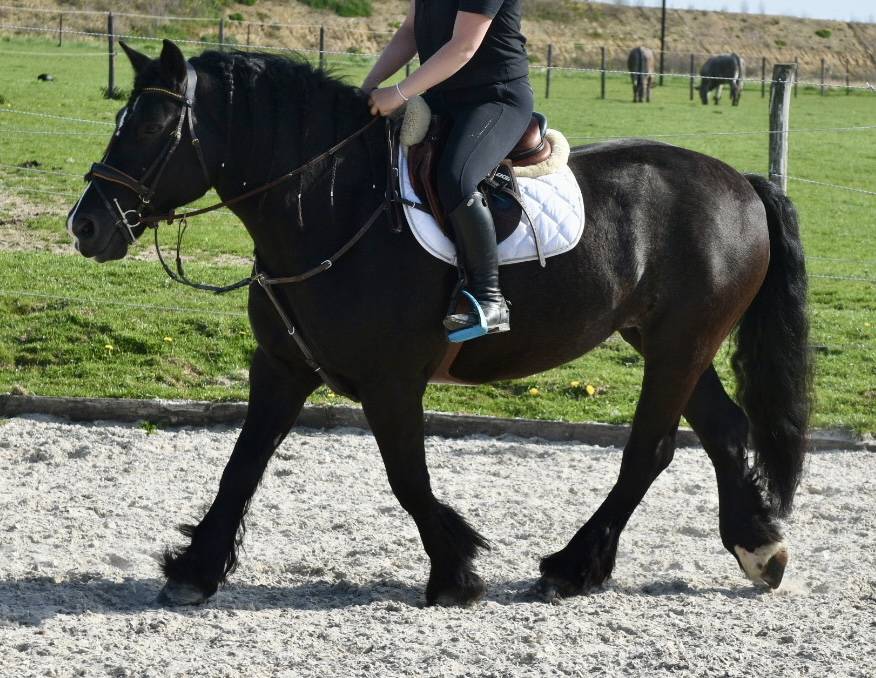 Merrie Bekend ras Te koop 2015 Zwart