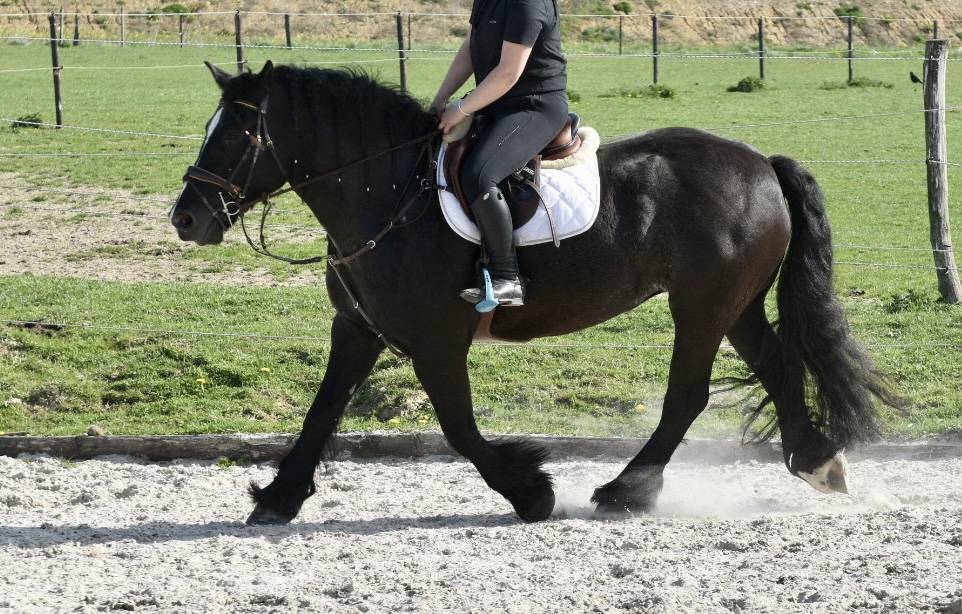 Merrie Bekend ras Te koop 2015 Zwart