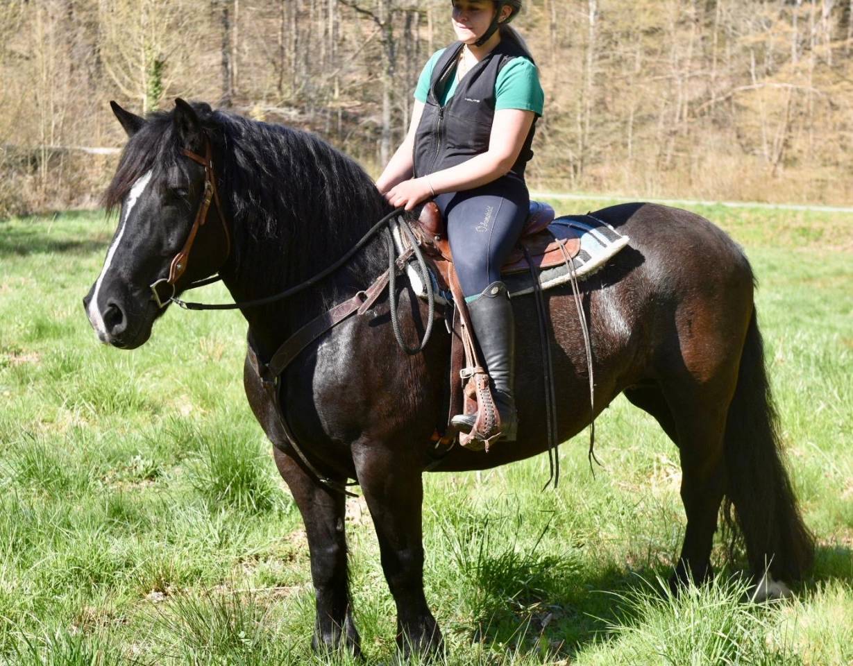 Merrie Bekend ras Te koop 2015 Zwart