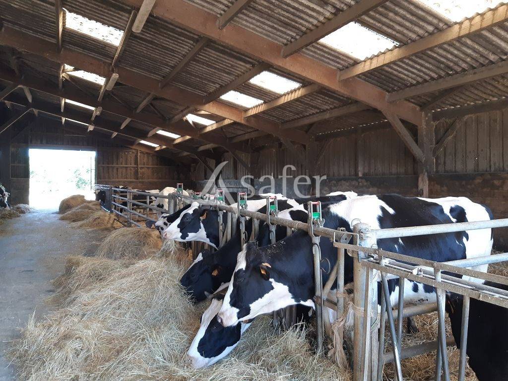 Schapen exploitatie Koop Haute-Vienne