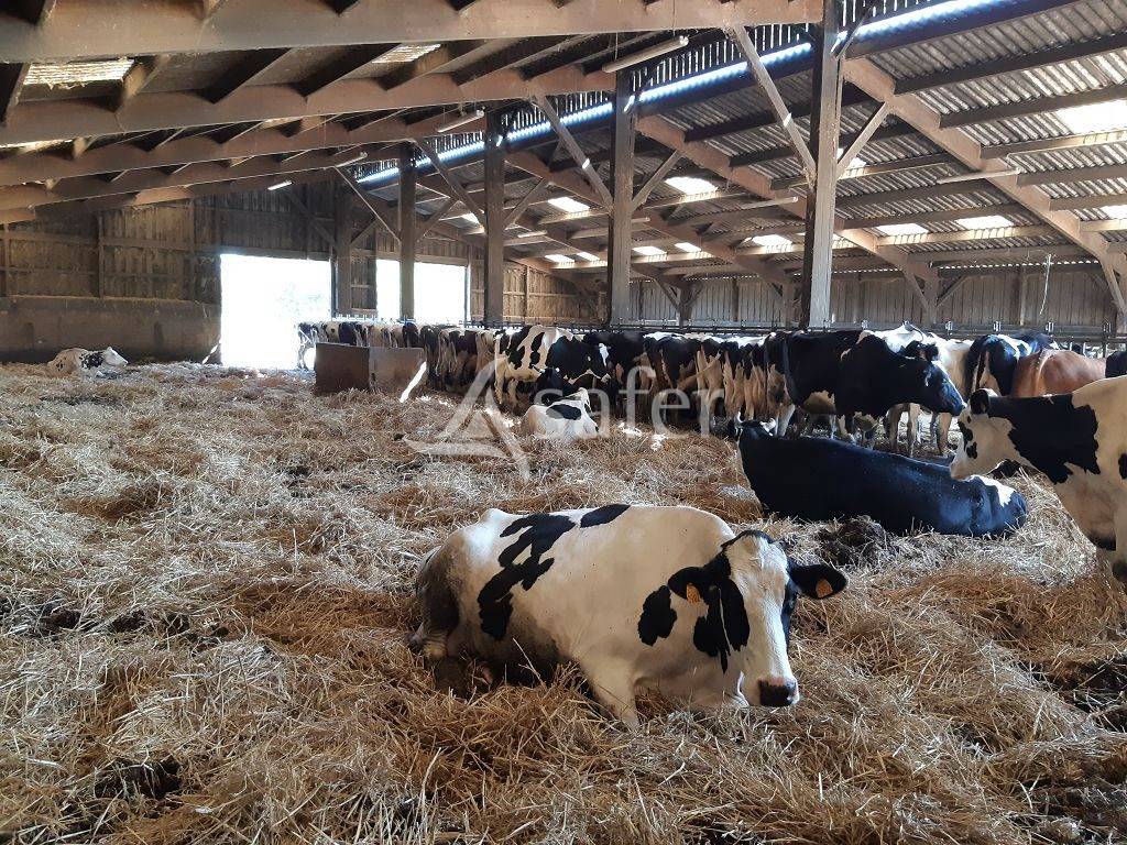 Schapen exploitatie Koop Haute-Vienne