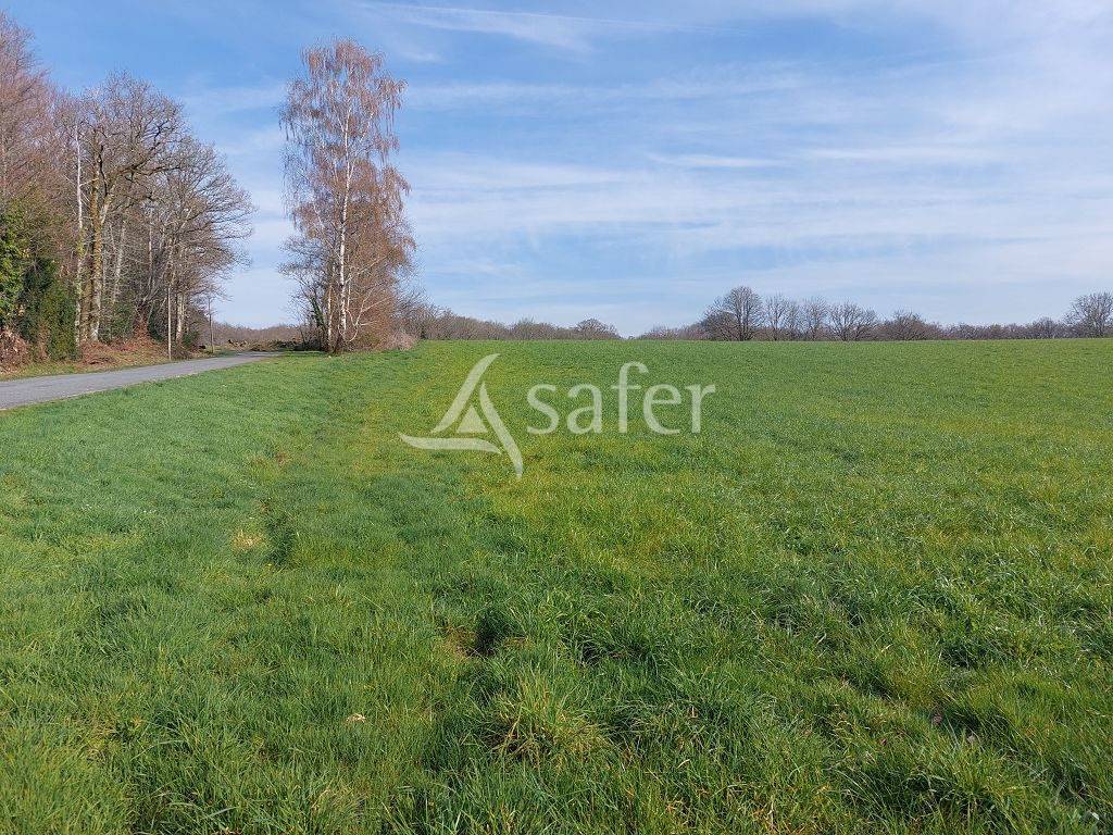Schapen exploitatie Koop Haute-Vienne