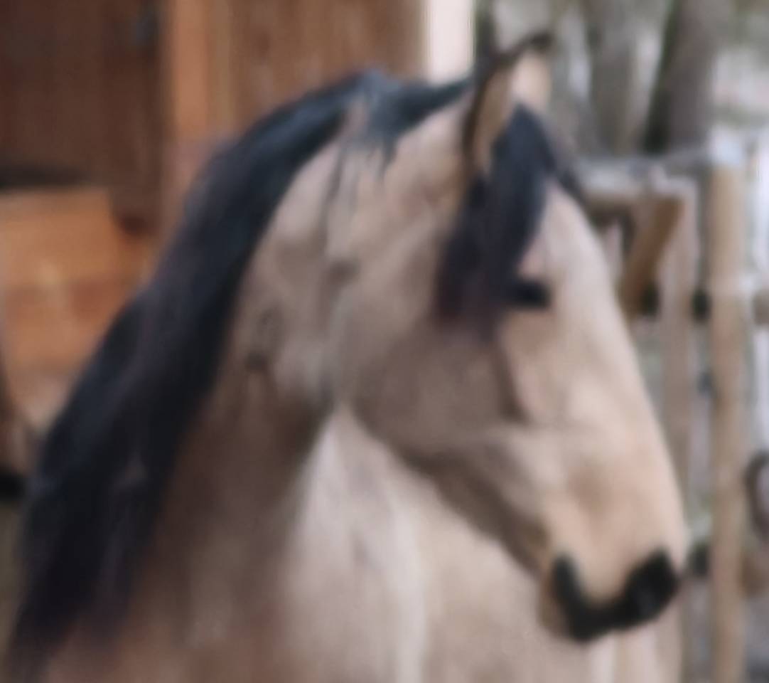 Merrie Lusitano Te koop 2020 Isabel