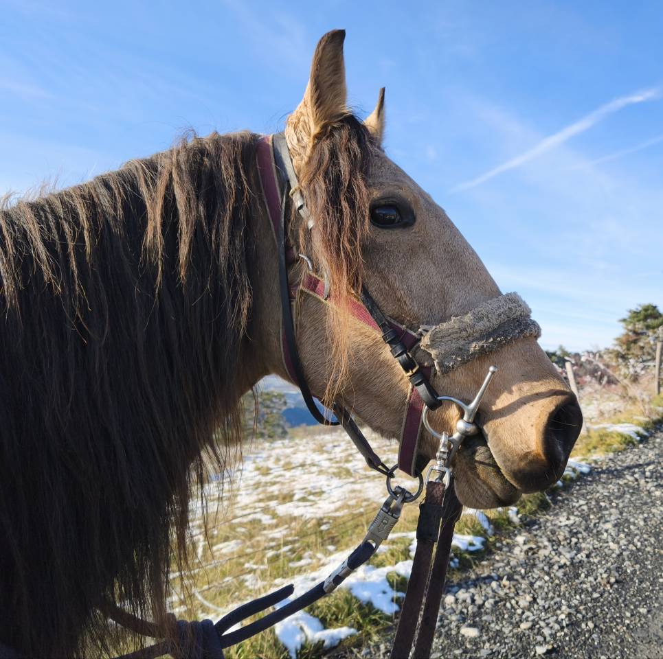 Merrie Lusitano Te koop 2020 Isabel
