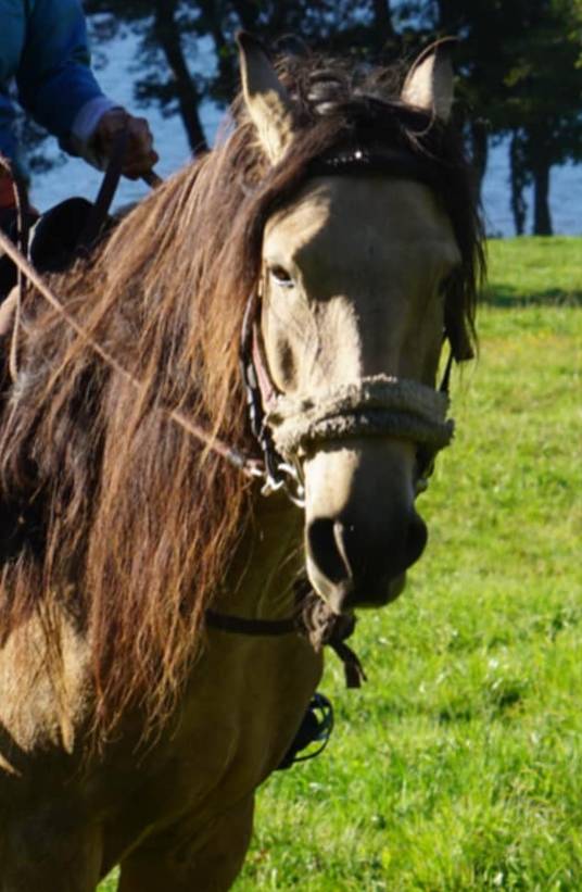 Merrie Lusitano Te koop 2020 Isabel