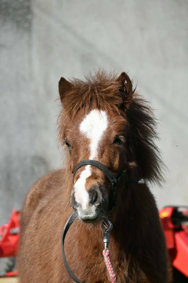 Veulen (ml) Shetland Te koop 2025 Vos ,  Jedi de Thor