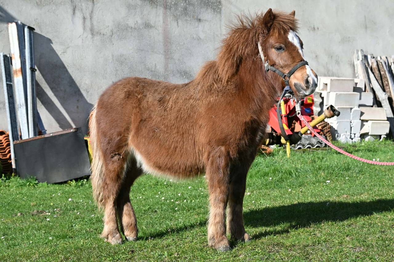 Veulen (ml) Shetland Te koop 2025 Vos ,  Jedi de Thor