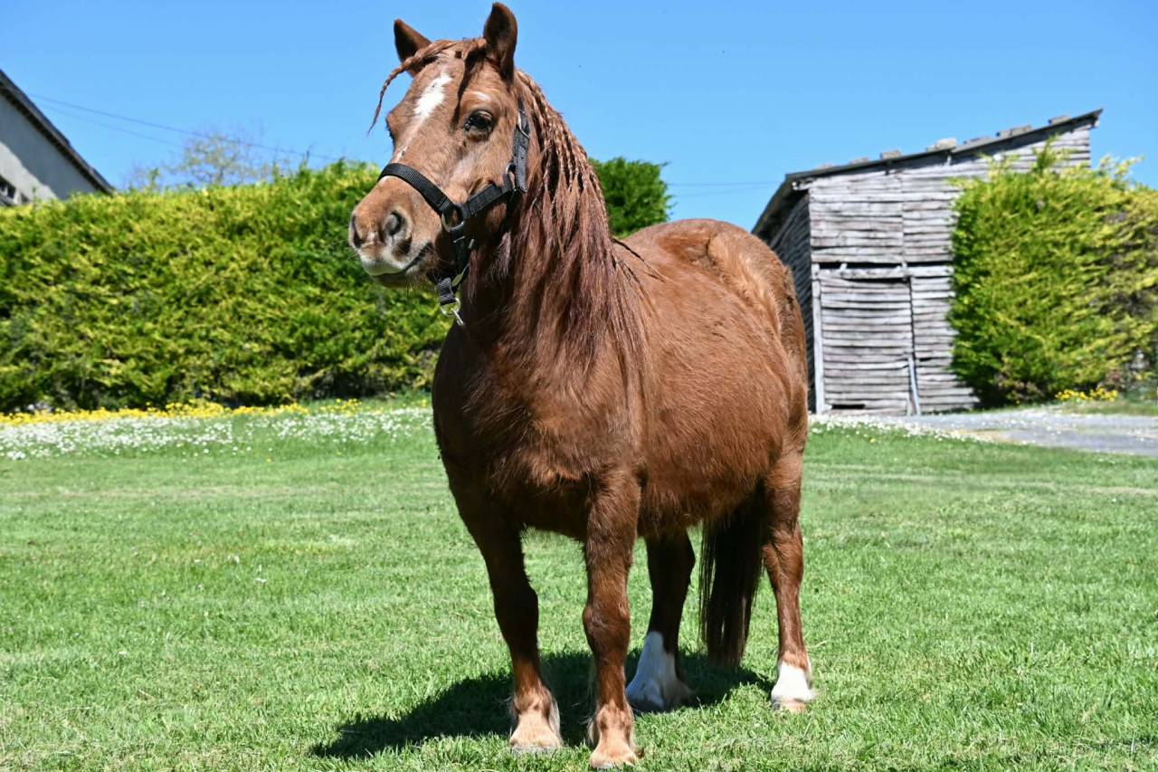 Veulen (ml) Shetland Te koop 2025 Vos ,  Jedi de Thor