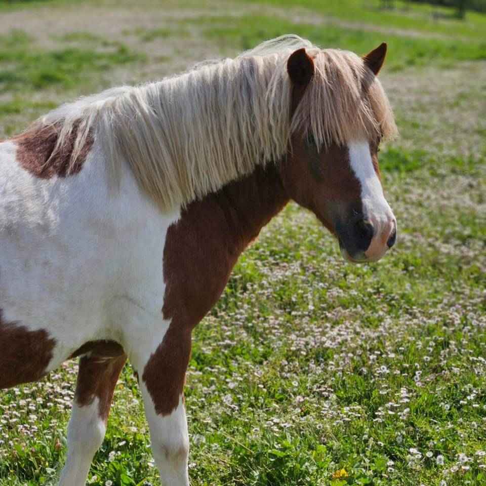 Veulen (ml) Shetland Te koop 2025 Vos ,  Jedi de Thor