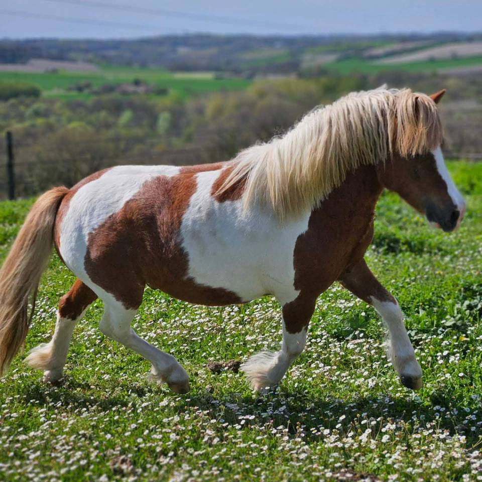 Veulen (ml) Shetland Te koop 2025 Vos ,  Jedi de Thor