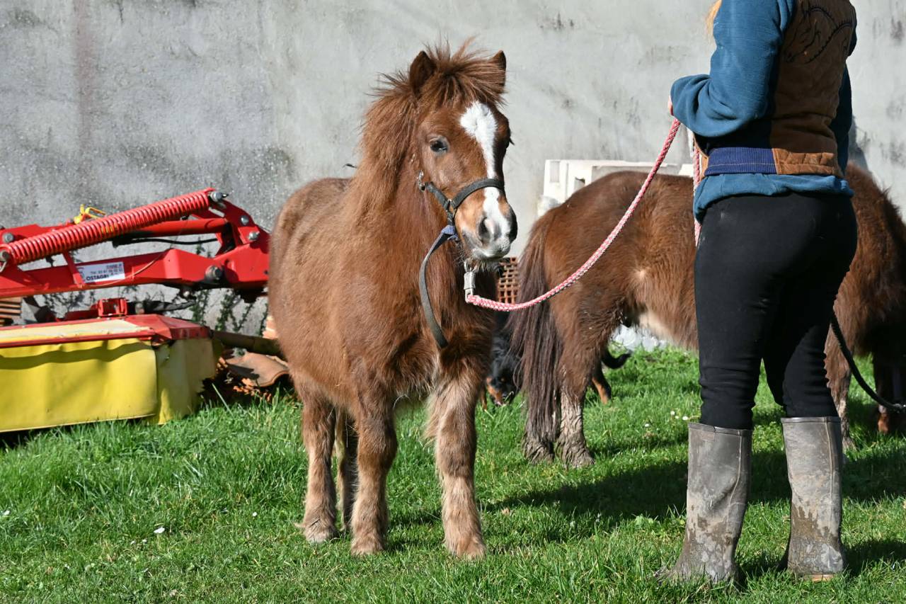 Veulen (ml) Shetland Te koop 2025 Vos ,  Jedi de Thor