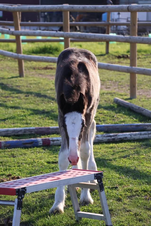Veulen (vr) Shire Te koop 2026 Zwart ,  Ruskington Quantum Lad