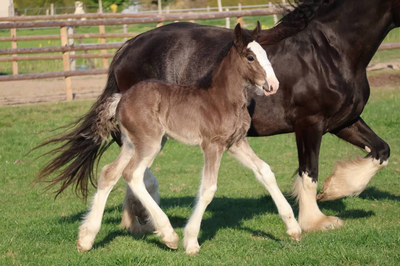 Veulen (vr) Shire Te koop 2026 Zwart ,  Ruskington Quantum Lad