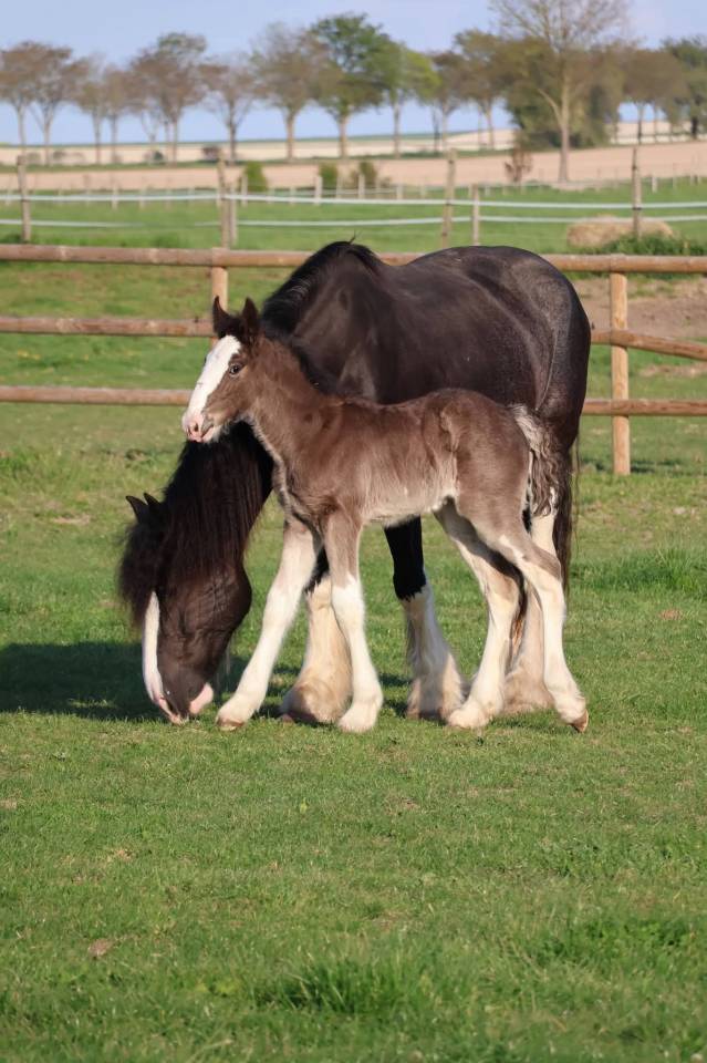 Veulen (vr) Shire Te koop 2026 Zwart ,  Ruskington Quantum Lad