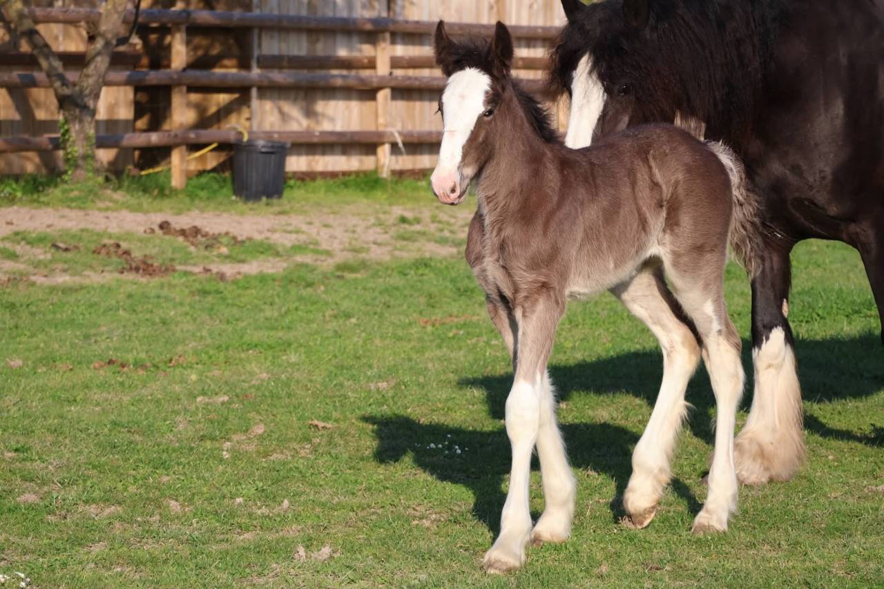 Veulen (vr) Shire Te koop 2026 Zwart ,  Ruskington Quantum Lad