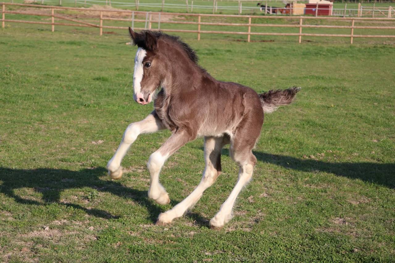 Veulen (vr) Shire Te koop 2026 Zwart ,  Ruskington Quantum Lad