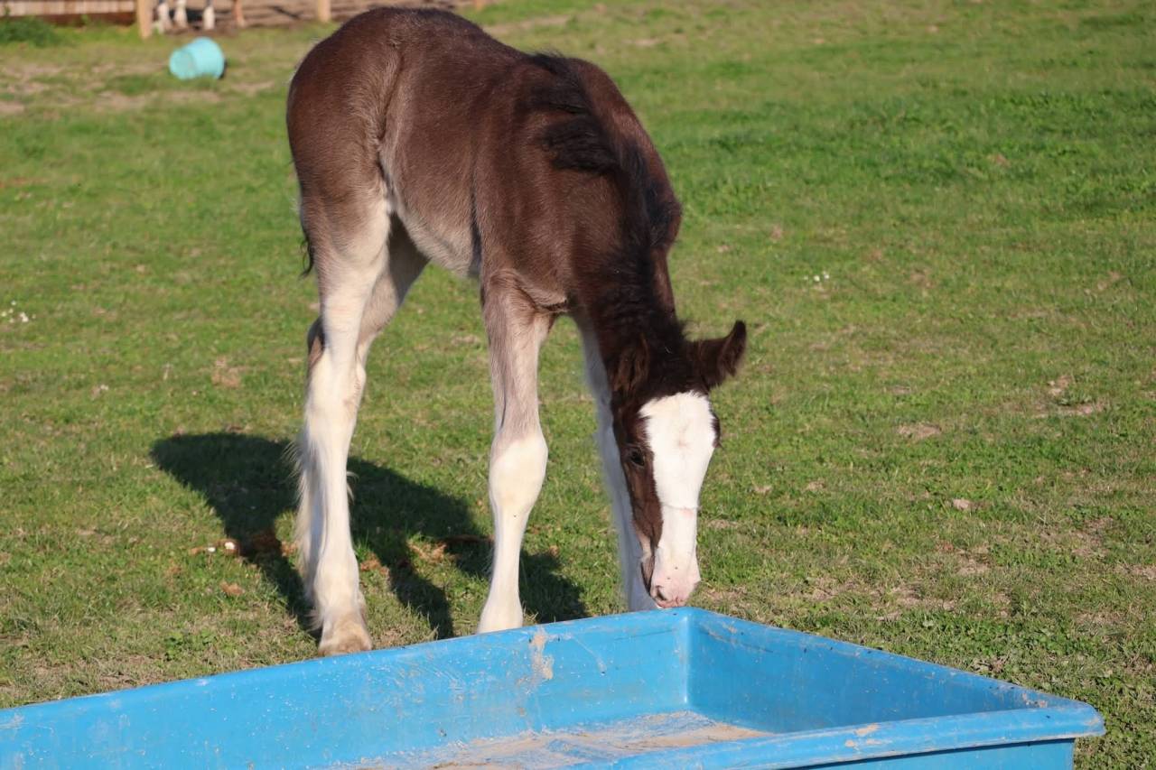 Veulen (vr) Shire Te koop 2026 Zwart ,  Ruskington Quantum Lad