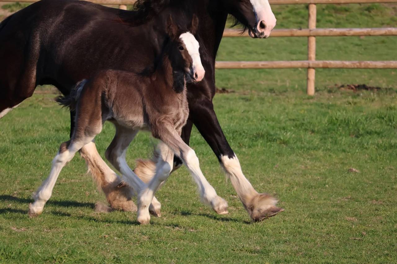 Veulen (vr) Shire Te koop 2026 Zwart ,  Ruskington Quantum Lad