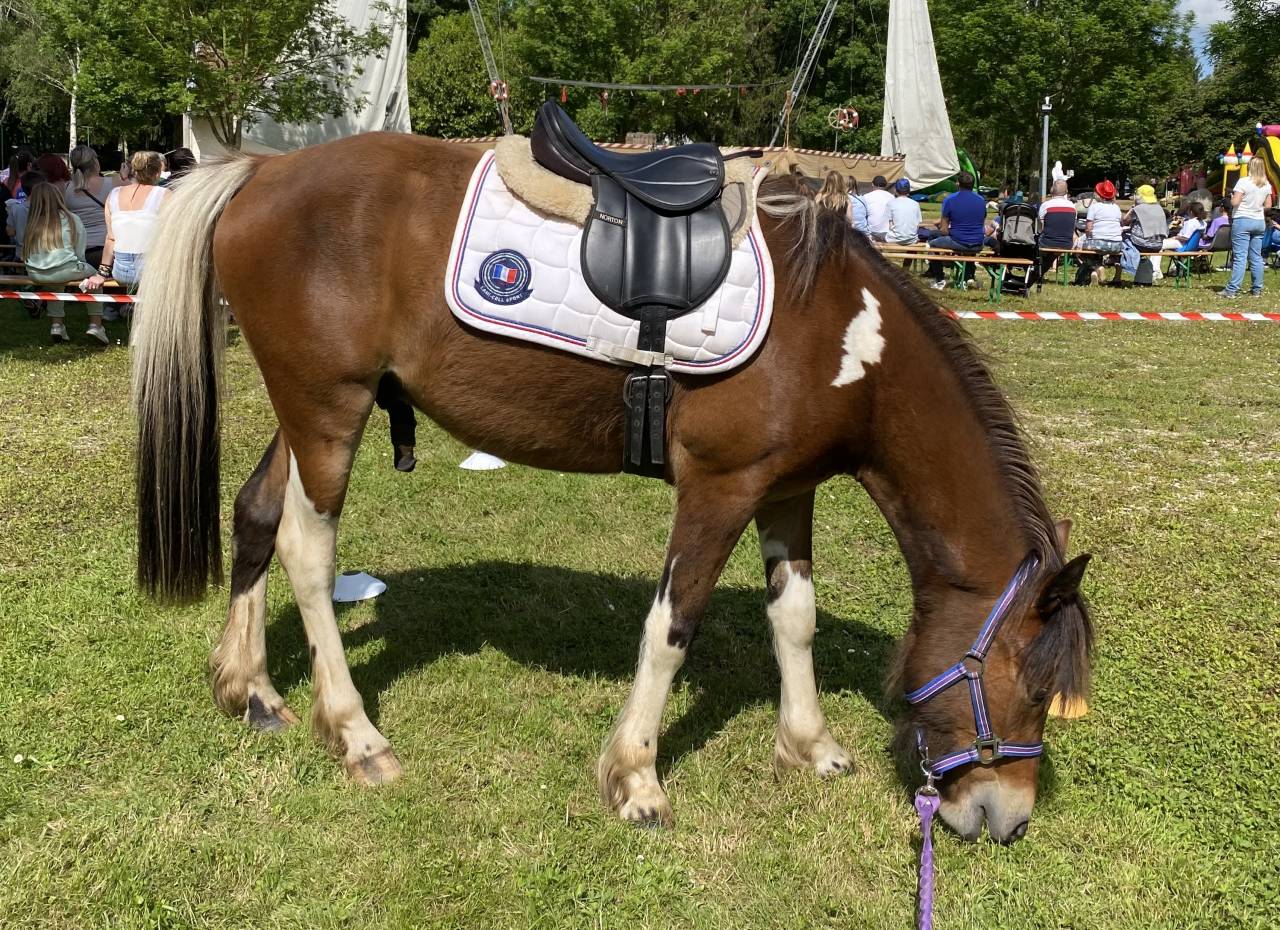 Ruin Ras onbekend Te koop 2019 Bont
