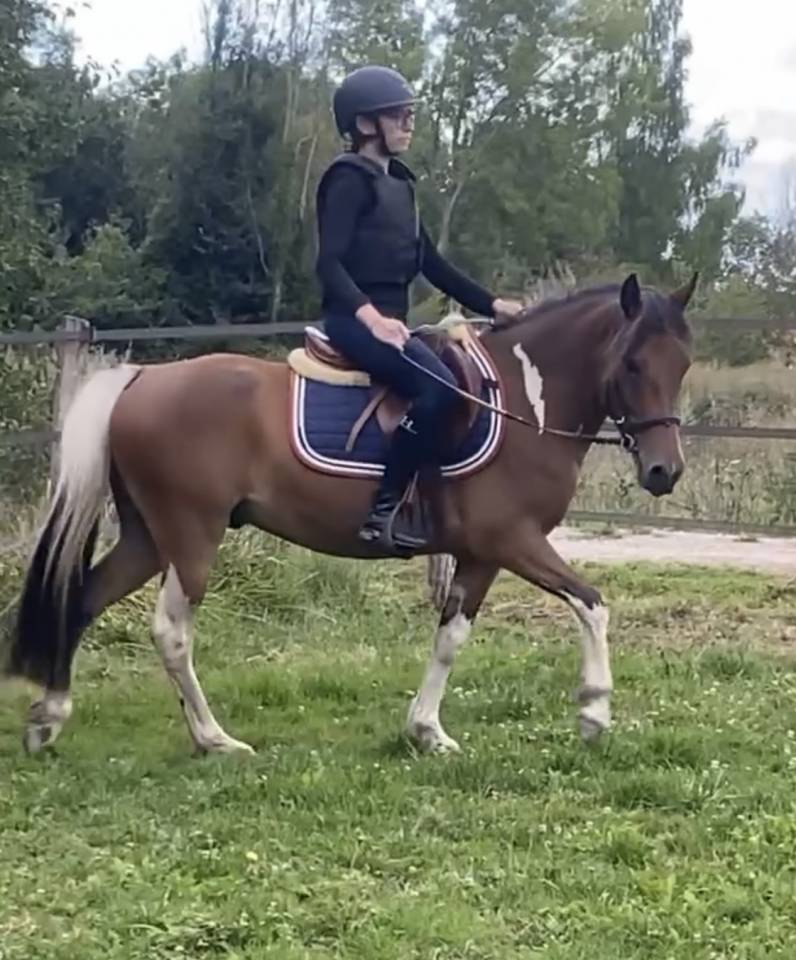 Ruin Ras onbekend Te koop 2019 Bont