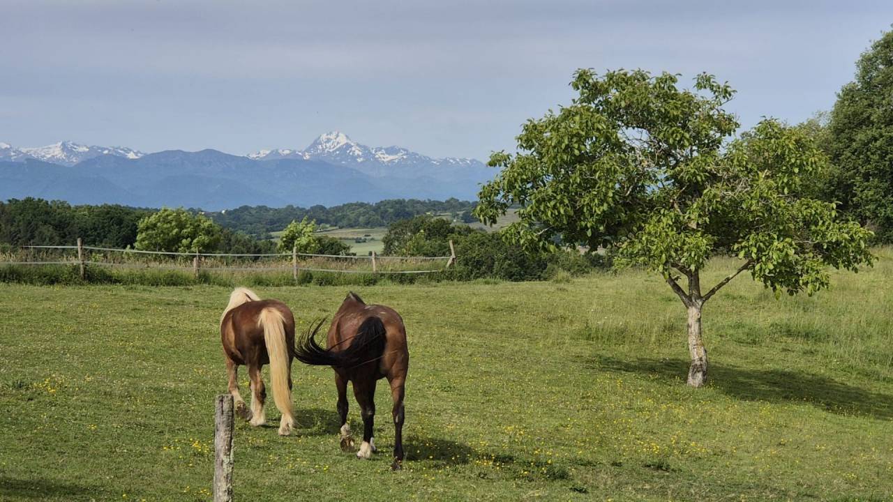 Hippisch vastgoed Koop Haute-Garonne