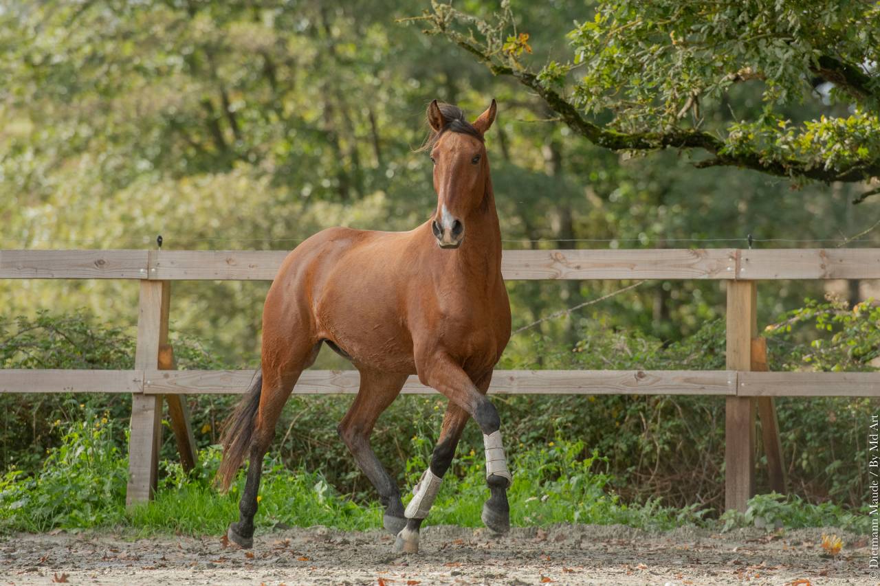 Ruin Lusitano Te koop 2019 Donker bruin / bai