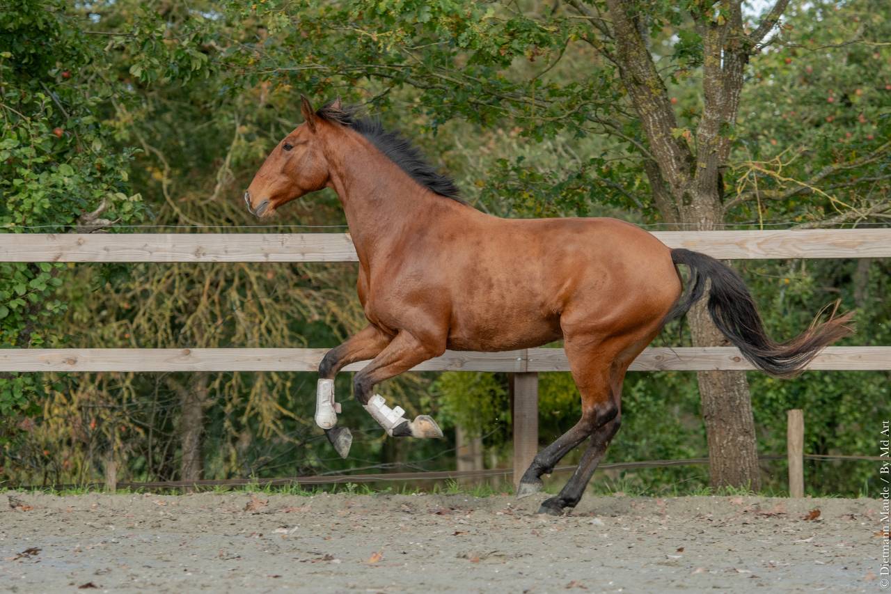 Ruin Lusitano Te koop 2019 Donker bruin / bai