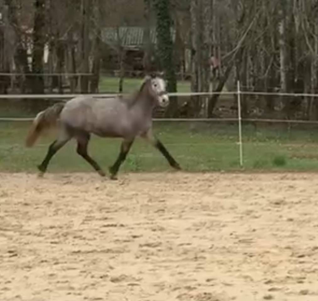 Ruin Connemara Te koop 2024 Schimmel ,  Black Dream du Verdot