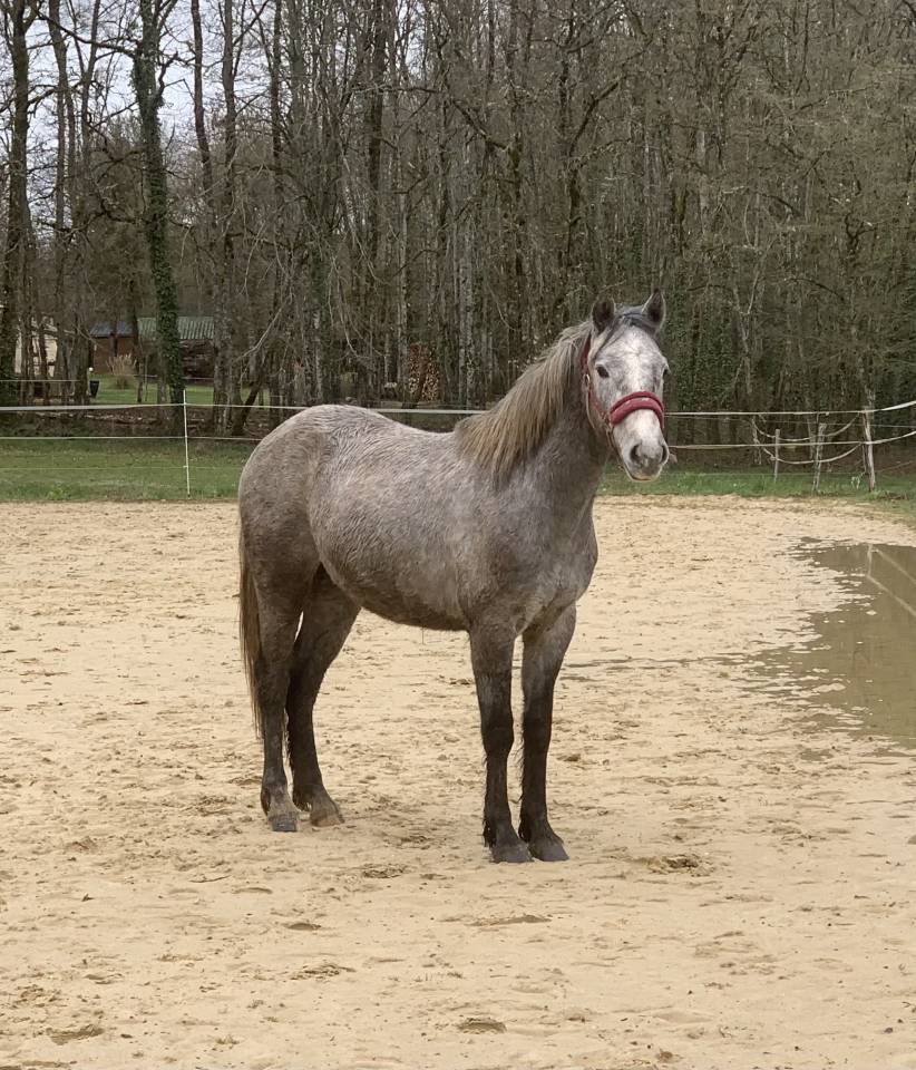 Ruin Connemara Te koop 2024 Schimmel ,  Black Dream du Verdot