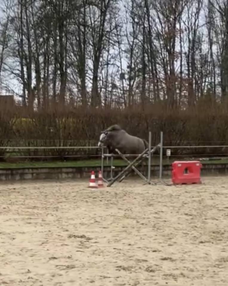 Ruin Connemara Te koop 2024 Schimmel ,  Black Dream du Verdot