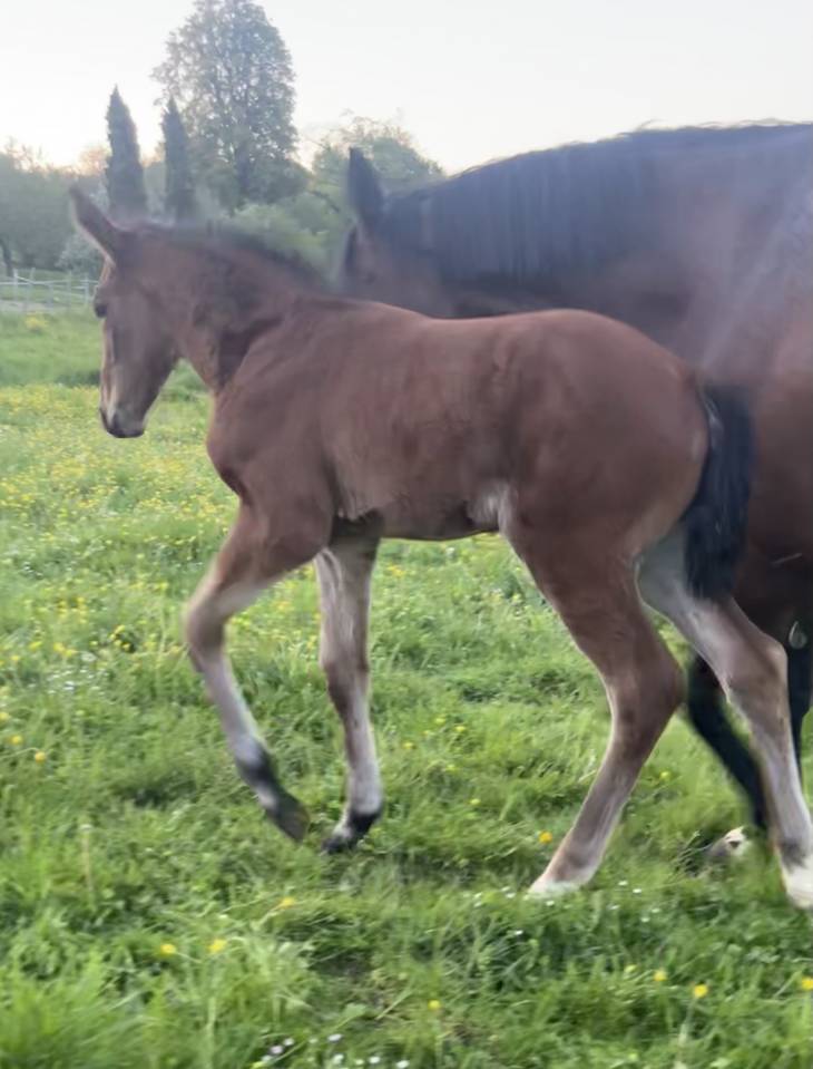 Veulen (vr) Selle Fran&ccedil;ais Te koop 2026 Donker bruin / bai