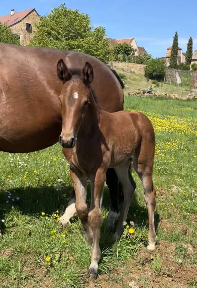 Veulen (vr) Selle Fran&ccedil;ais Te koop 2026 Donker bruin / bai