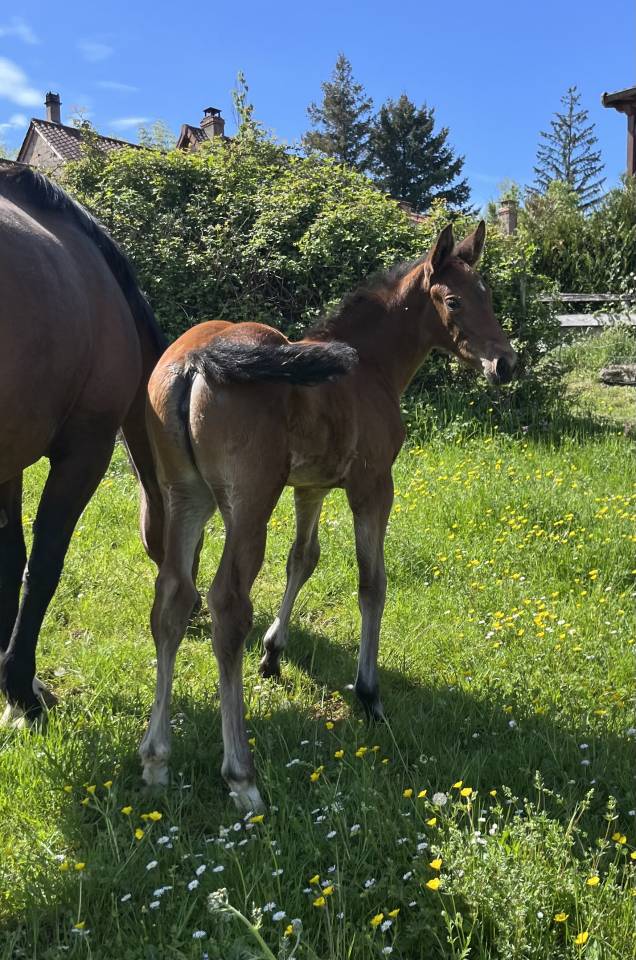 Veulen (vr) Selle Fran&ccedil;ais Te koop 2026 Donker bruin / bai
