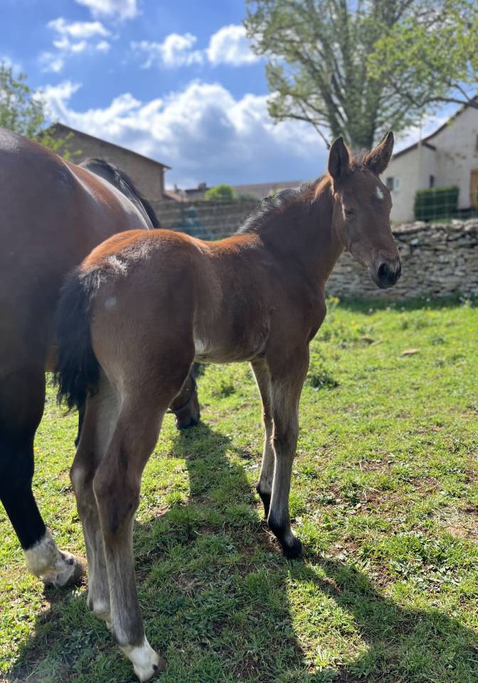 Veulen (vr) Selle Fran&ccedil;ais Te koop 2026 Donker bruin / bai