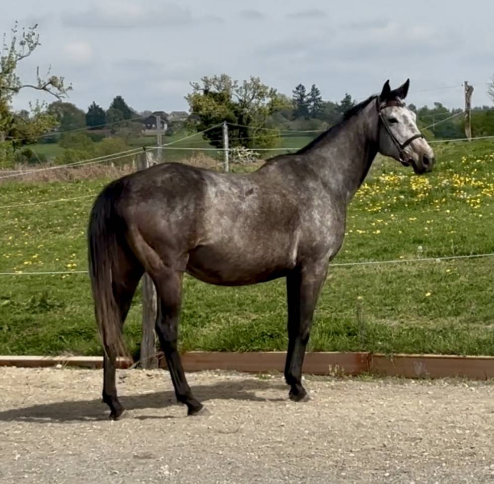 Draagmerrie Volbloed Te koop 2020 Schimmel