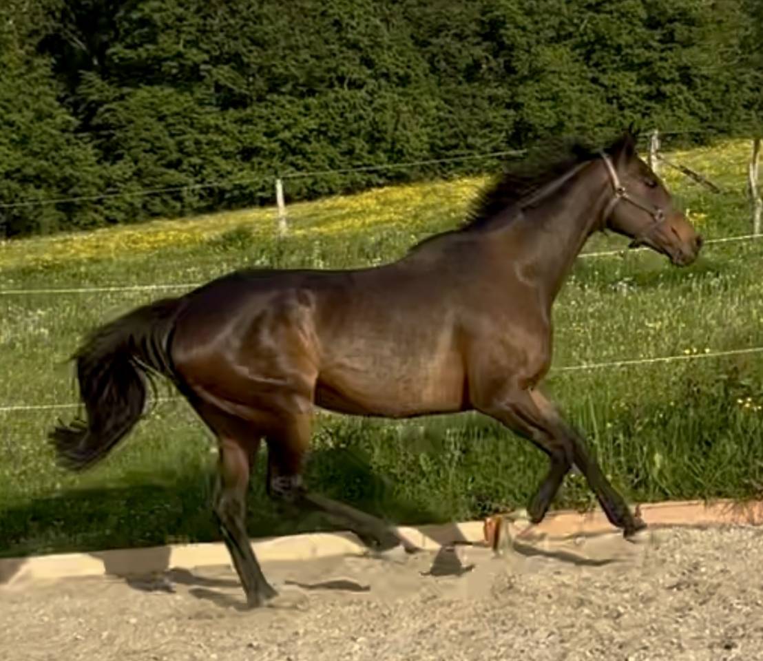 Draagmerrie Engels volbloed Te koop 2015 Bruin / Bai