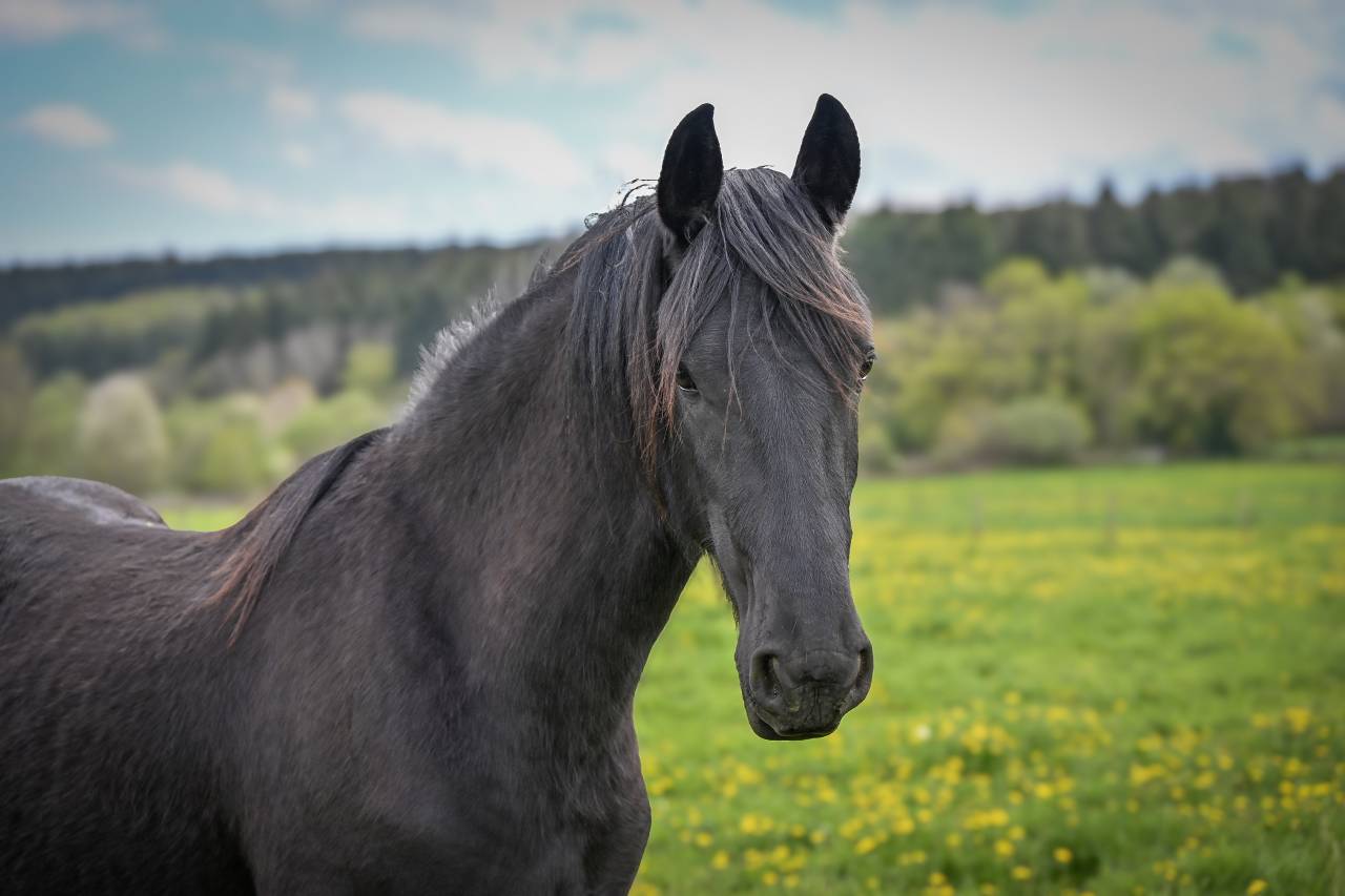Veulen (vr) Fries Te koop 2024 Zwart