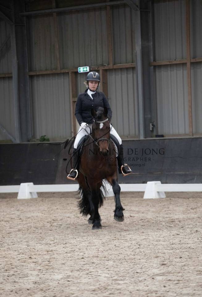 Kruising Tinker X Fries dekhengst