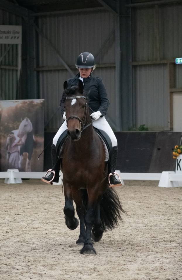 Kruising Tinker X Fries dekhengst