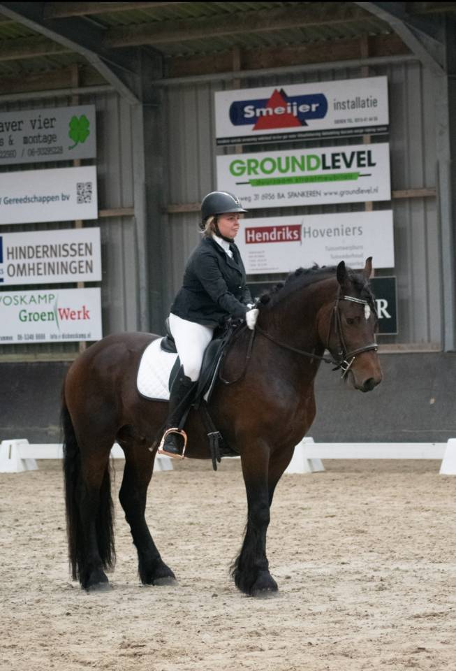 Kruising Tinker X Fries dekhengst