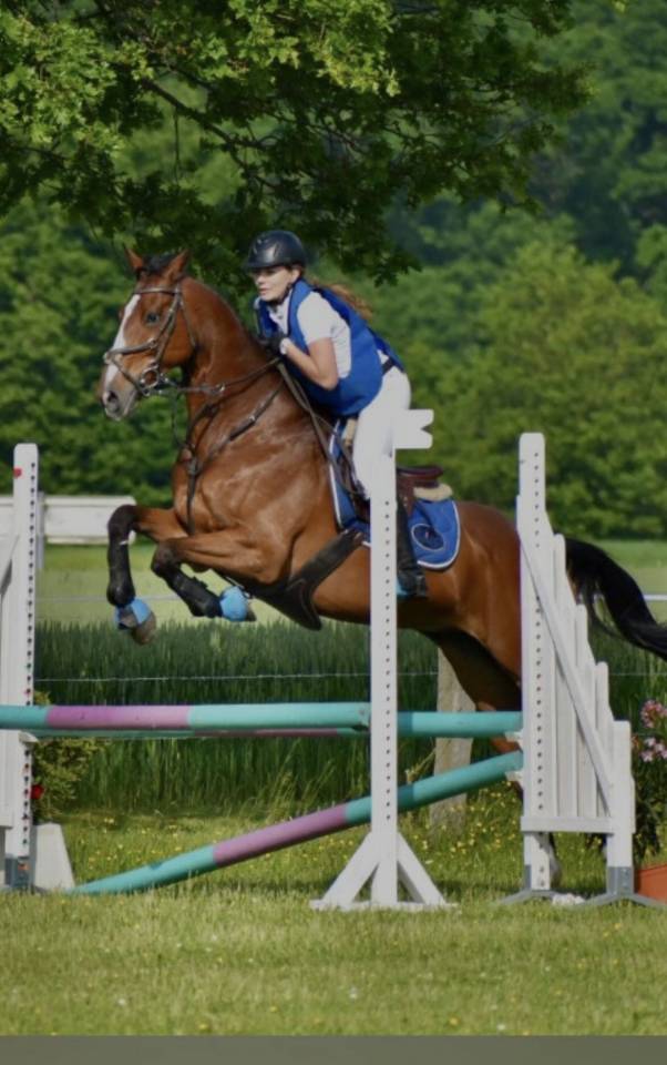 Ruin Anglo-Arabier Te koop 2015 Donker bruin / bai