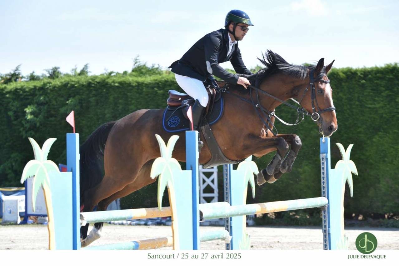 Ruin Anglo-Arabier Te koop 2015 Donker bruin / bai