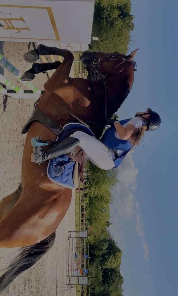 Ruin Anglo-Arabier Te koop 2015 Donker bruin / bai