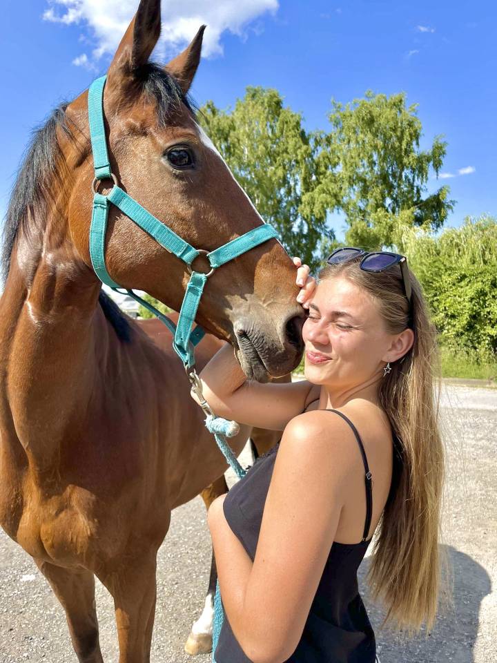 Ruin Anglo-Arabier Te koop 2015 Donker bruin / bai