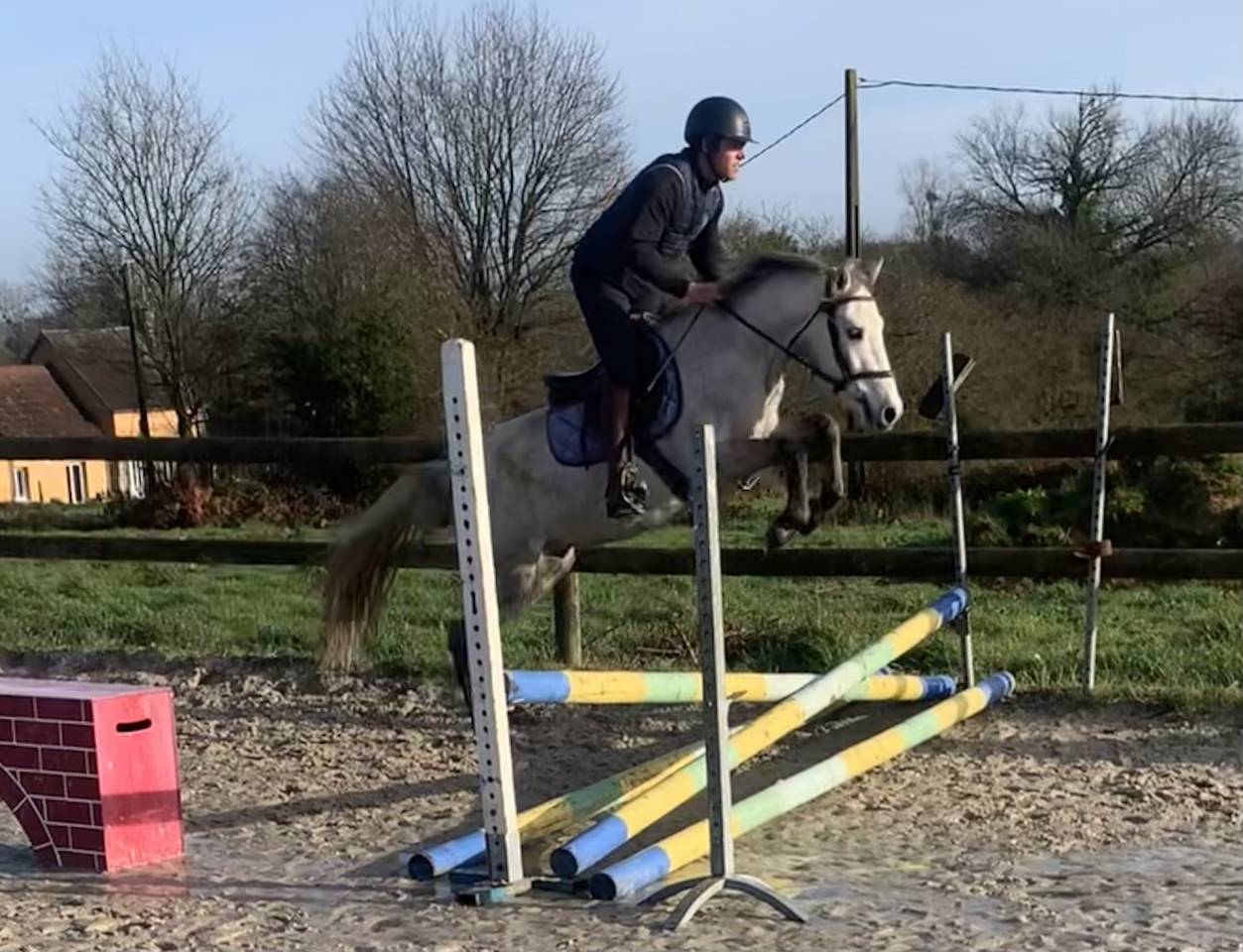 Ruin Bekend ras Te koop 2022 Schimmel ,  No Records.