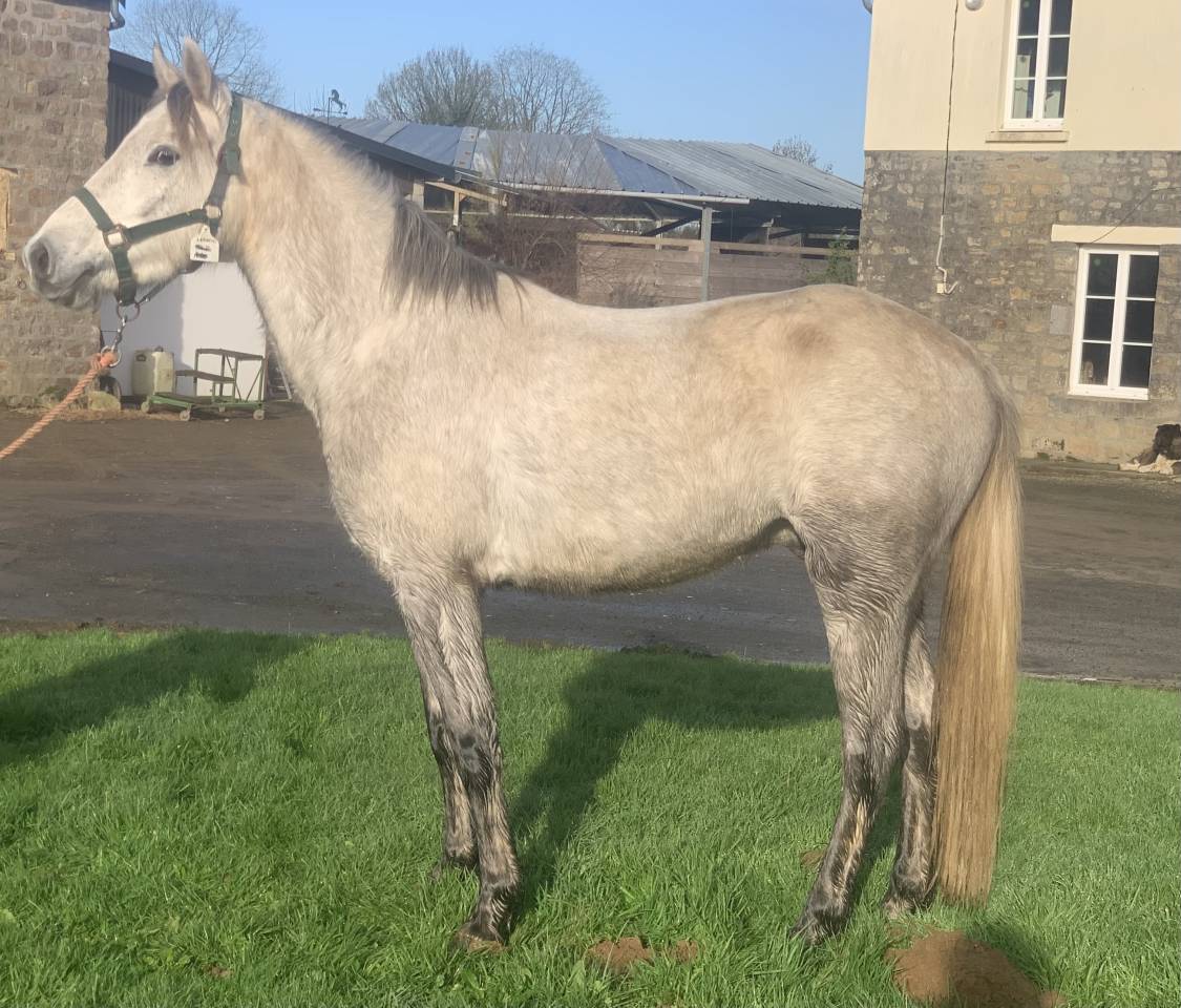 Ruin Bekend ras Te koop 2022 Schimmel ,  No Records.