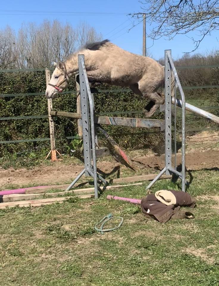 Ruin Bekend ras Te koop 2022 Schimmel ,  No Records.