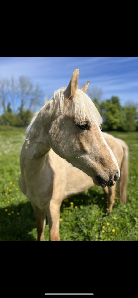 Ruin Franse rijpony PFS Te koop 2024 Palomino ,  Champagne d&rsquo;AR cus