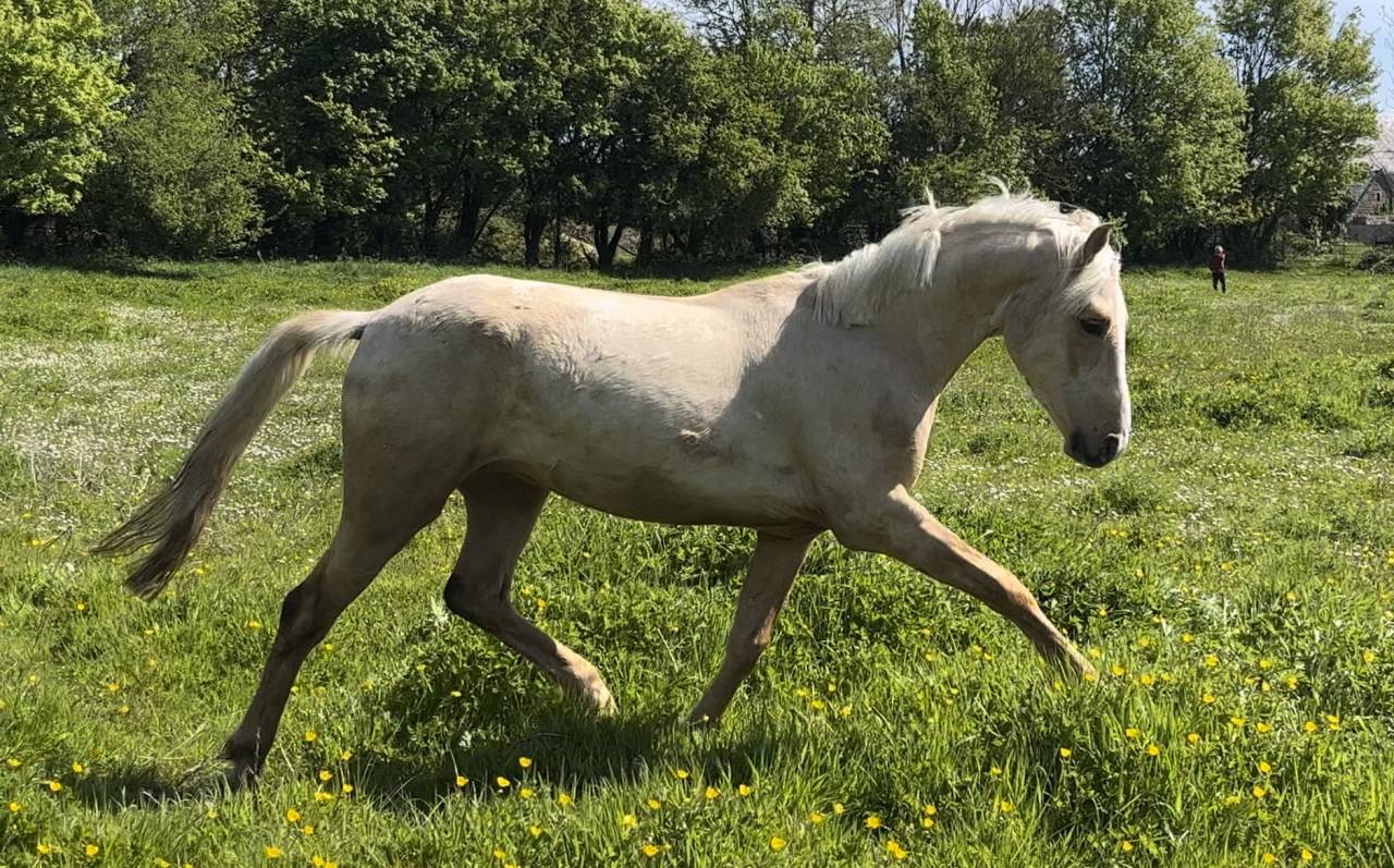 Ruin Franse rijpony PFS Te koop 2024 Palomino ,  Champagne d&rsquo;AR cus